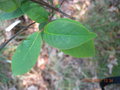 vignette EXCOECARIA acerifolia