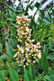 vignette Berberidaceae - Bambou sacr - Nandina domestiqua