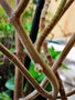vignette Lamiaceae - Plectranthus amboinicus