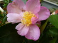 vignette camellia sasanqua 'plantation pink'