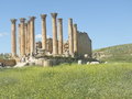 vignette Fleurs sauvages  Jerash