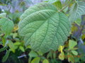 vignette BOEHMERIA platinifolia