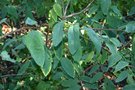 vignette Robinia pseudoacacia 'Pendulifolia'
