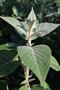 vignette Colqhounia coccinea / Lamiaceae / Himalaya