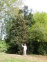 vignette Luma apiculata - L'arrayn (Myrte)