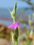 vignette Schenkia australis=Centaurium spicatum