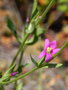 vignette Schenkia australis=Centaurium spicatum