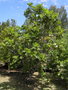 vignette Artocarpus altilis