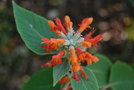 vignette Colqhounia coccinea / Lamiaceae / Himalaya
