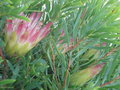 vignette 2011 - Protea repens