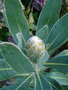 vignette 2011 - Protea susarra (bouton floral)