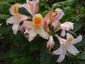 vignette Rhododendron delicatissimum au 06 10 11