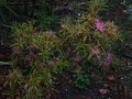vignette Rhododendron Macrosepalum linearifolium au 09 10 11