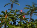 vignette Manglietia Insignis deuxime floraison vue large au 20 09 11