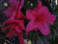 vignette Azalea japonica grandes fleurs doubles roses au 01 10 11
