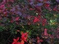 vignette Rhododendron Jolie madame qui met son bel habit d'automne au 27 09 11