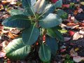 vignette Rhododendron Falconeri aux normes feuilles au 30 09 11