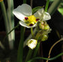 vignette Sagittaria montevidensis