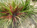vignette Fascicularia bicolor subsp. canaliculata