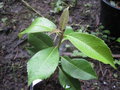 vignette Hydrangea seemanii x peruviana