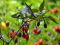 vignette Bellingraph garden purple (C. annuum)