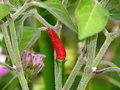 vignette Goat's weed (C. annuum)