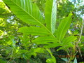vignette PTEROCARYA rhoifolia