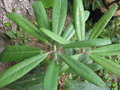 vignette Rhododendron auriculatum