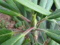 vignette Rhododendron auriculatum