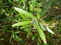 vignette phillyrea angustifolia