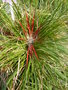 vignette Fascicularia bicolor subsp. canaliculata