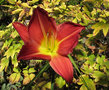 vignette Hmrocalle - Hemerocallis 'Gala Greetings'