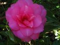 vignette Camellia hiemalis chansonnette première fleur au 22 10 11