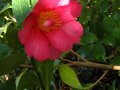 vignette Camellia hiemalis Kanjiro bien parfum au 19 10 11