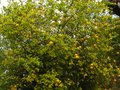 vignette Poncirus trifoliata énorme et couvert de citrons au 06 10 11