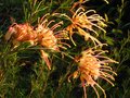 vignette Grevillea semperflorens desert flame au 22 10 11