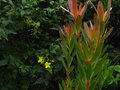 vignette Leucadendron Safari sunset et jasminum humile revolutum au 19 10 11