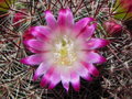 vignette Mammillaria nunezii