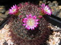 vignette Mammillaria nunezii