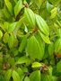 vignette LINDERA strychnifolia