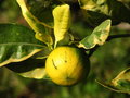 vignette Mandarinier satsuma panach (Citrus unshiu 'variegata')