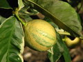 vignette Citronnier sanguin (Citrus limon 'Albovariegata')