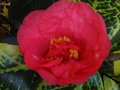 vignette Camellia japonica R.L.Wheeler varigata premire fleur au 23 10 11