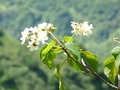 vignette Sparmannia africana