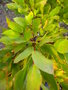 vignette VACCINIUM padifolium