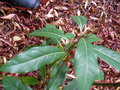 vignette LYONIA ovalifolia