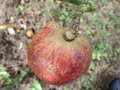 vignette verrue ligeuse, russet wart - virose sur pomme 'Karminj de Sonnaville'