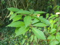 vignette HOHERIA angustifolia