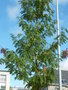 vignette Sorbus domestica - Cormier, Sorbier domestique