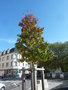 vignette Quercus - Chêne rouge Zac St Martin à Brest